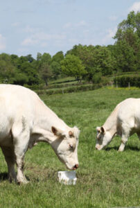 Poppy George's Farm Advice: Livestock Equipment, Identifying Chickens and More Image